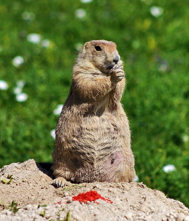 Prairie dog sitting upright on a dirt mound, just behind a small pile of red grain. It's holding its front paws to its mouth, examining some grain that it has picked up.