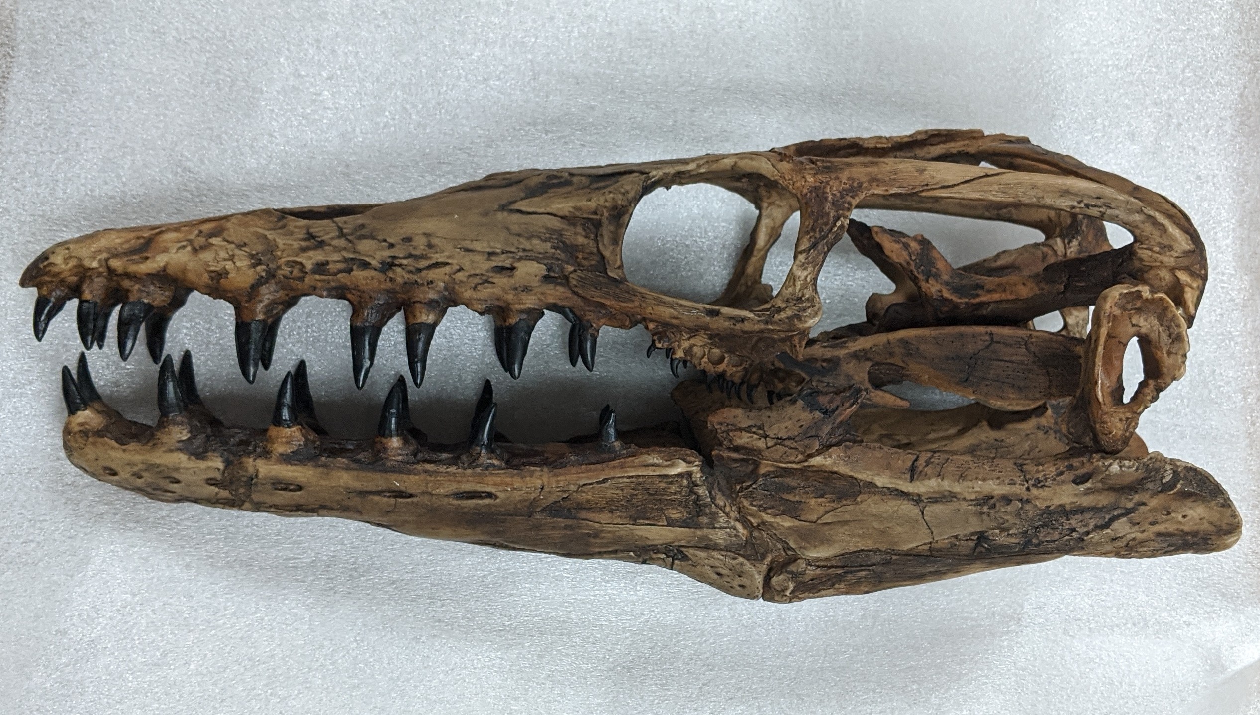 Marine Reptile Morocco Mosasaur Tooth Dinosaur Era Fossil 