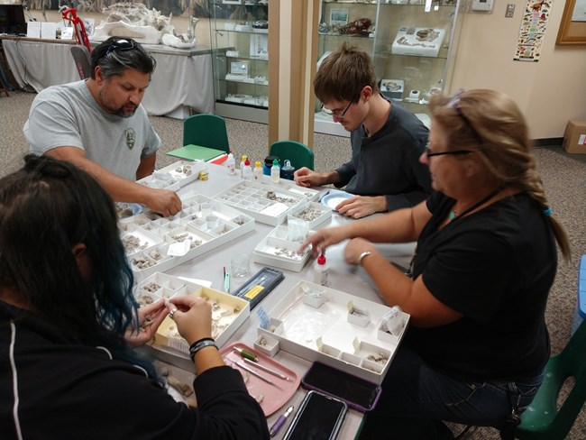 four paleontologists sit at a table sorting hundreds of bone fragments.