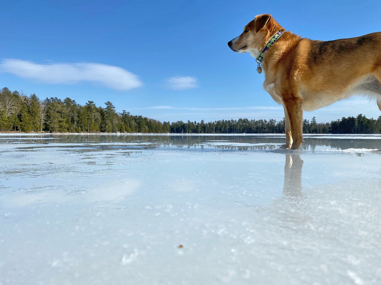 Dog on Phillips Lake ice Tan dog standing in the middle of a frozen, tree-lined lake. The surface of the ice seems slushy and partially melted.