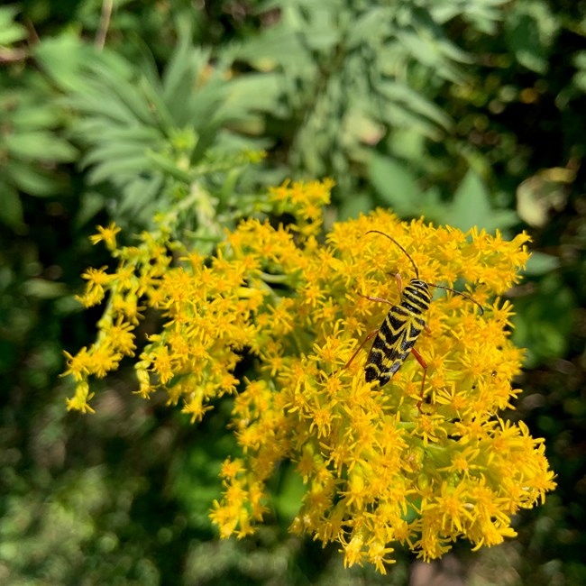 Locust borer on goldenrod A black and yellow locust borer beetle (Megacyllene robiniae) nectaring on yellow goldenrod (Solidago sp.) blossoms