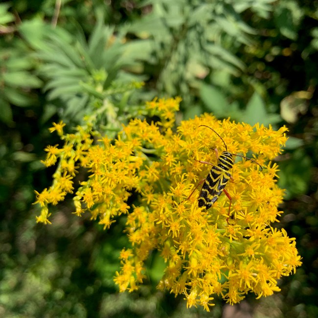 A black and yellow locust borer beetle (Megacyllene robiniae) nectaring on yellow goldenrod (Solidago sp.) blossoms