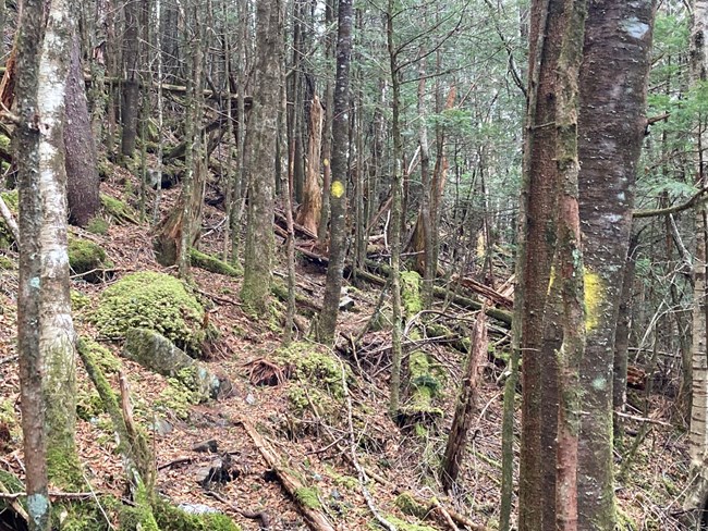 Trampled and damaged area of the park due to unauthorized trail use.