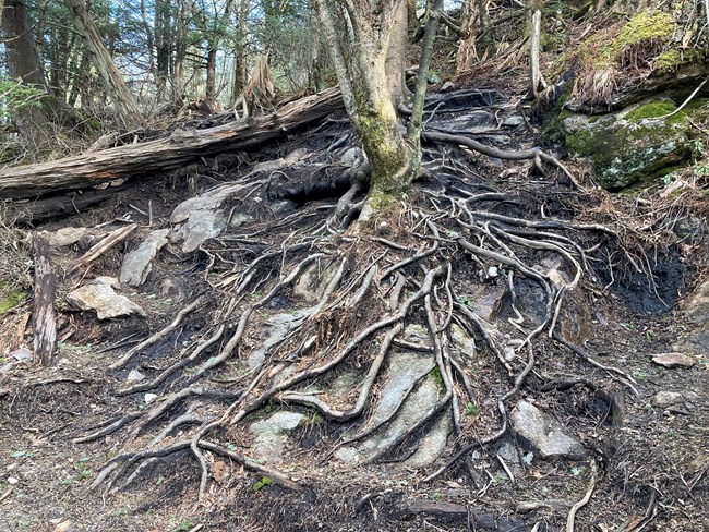 Photo showing damaged roots due to social trail