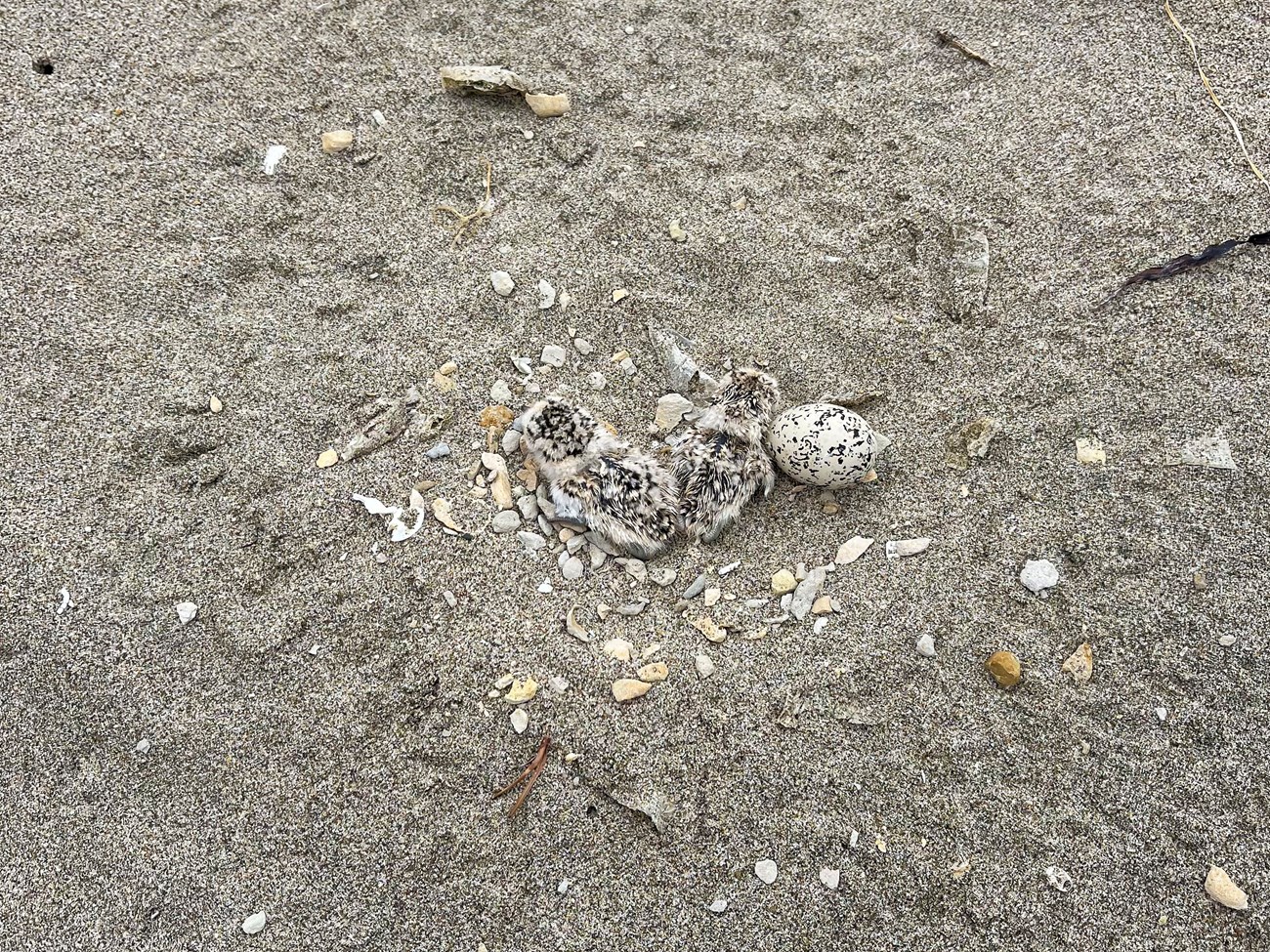 Snowy plover nest Two newly hatched snowy plover chicks next to a still-intact egg in a shallow sandy depression lined with large pebbles. Both the chicks and the egg are a mix of light and dark, blending in with the speckled sand.
