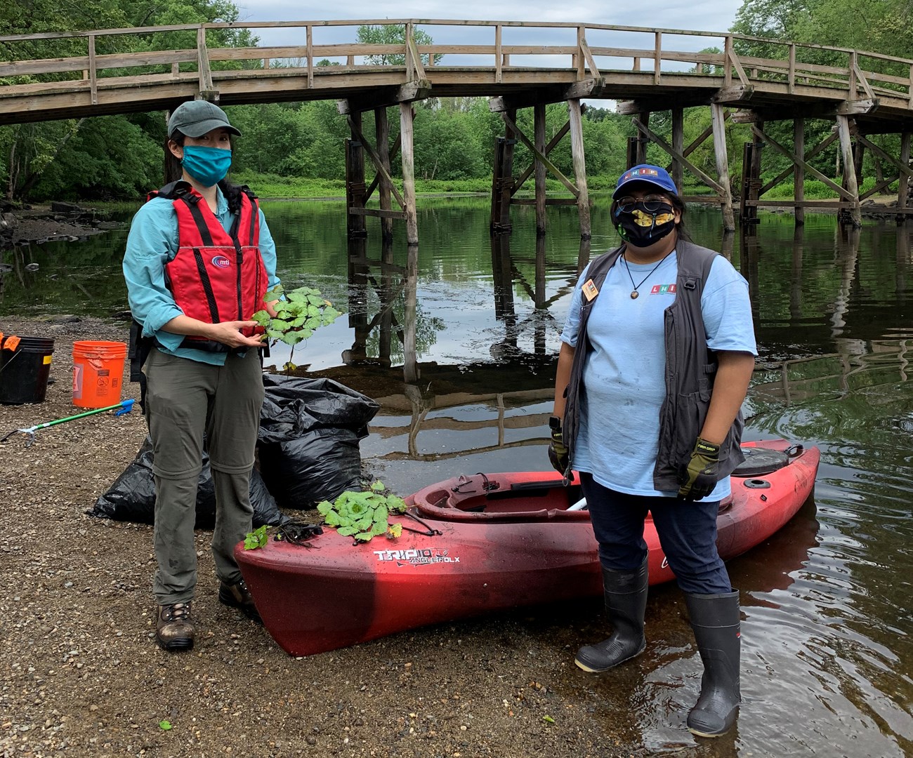 Removing invasive water chestnut plants Two young women with cloth face masks stand apart from each other while next to a red kayak on the bank of the Concord River. A bridge is behind them. One of them is holding a bunch of invasive water chestnut plants.