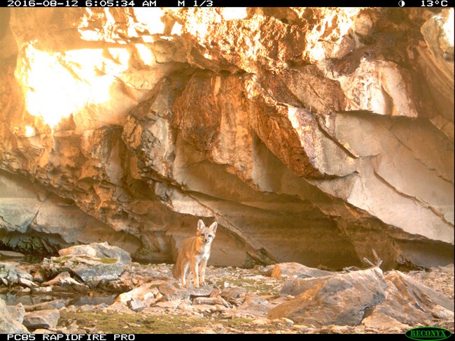 A fox standing on rocks in a cave entrance.