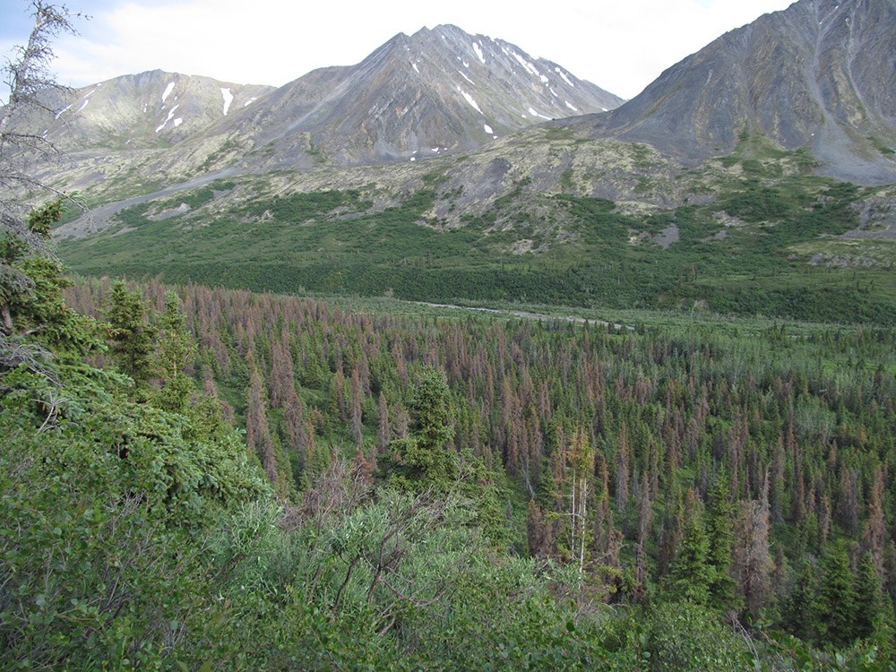 A forest with dead trees and mountains in the background.