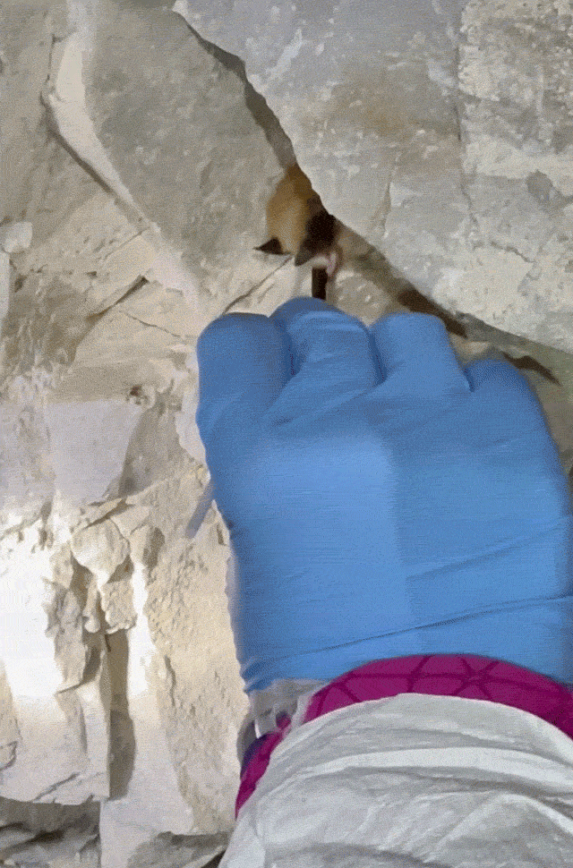 Animated GIF of a blue rubber-gloved hand reaching out with a white cotton swab, and touching the swab to different parts of a bat's wings and face as it hangs from a rock and protests by opening its mouth, threatening to bite the swab.