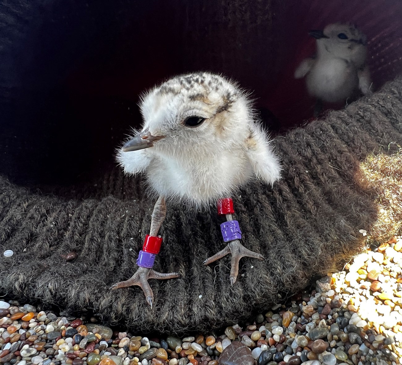 Tiny, downy plover chick with red and violet bands on each leg peers out from the inside of a beanie (hat) propped open in the sand. A second chick looks around further inside the hat.