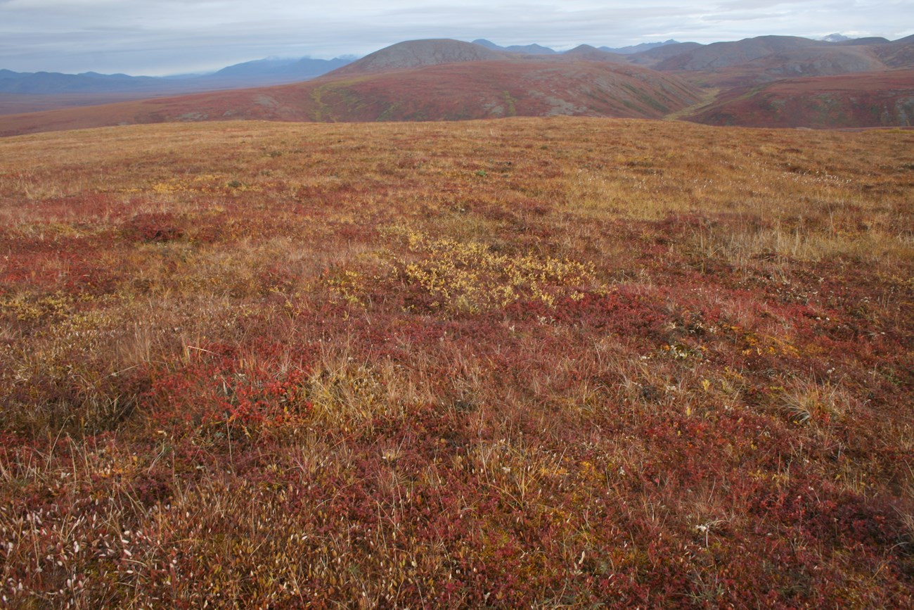 Arctic tundra vegetation of herbs and low shrubs in fall color