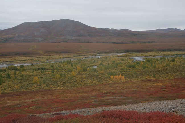 lt= Monitoring plots in poplar forests near the northern limit of trees in the Noatak Valley provide an opportunity to study the effect of climate change on trees.