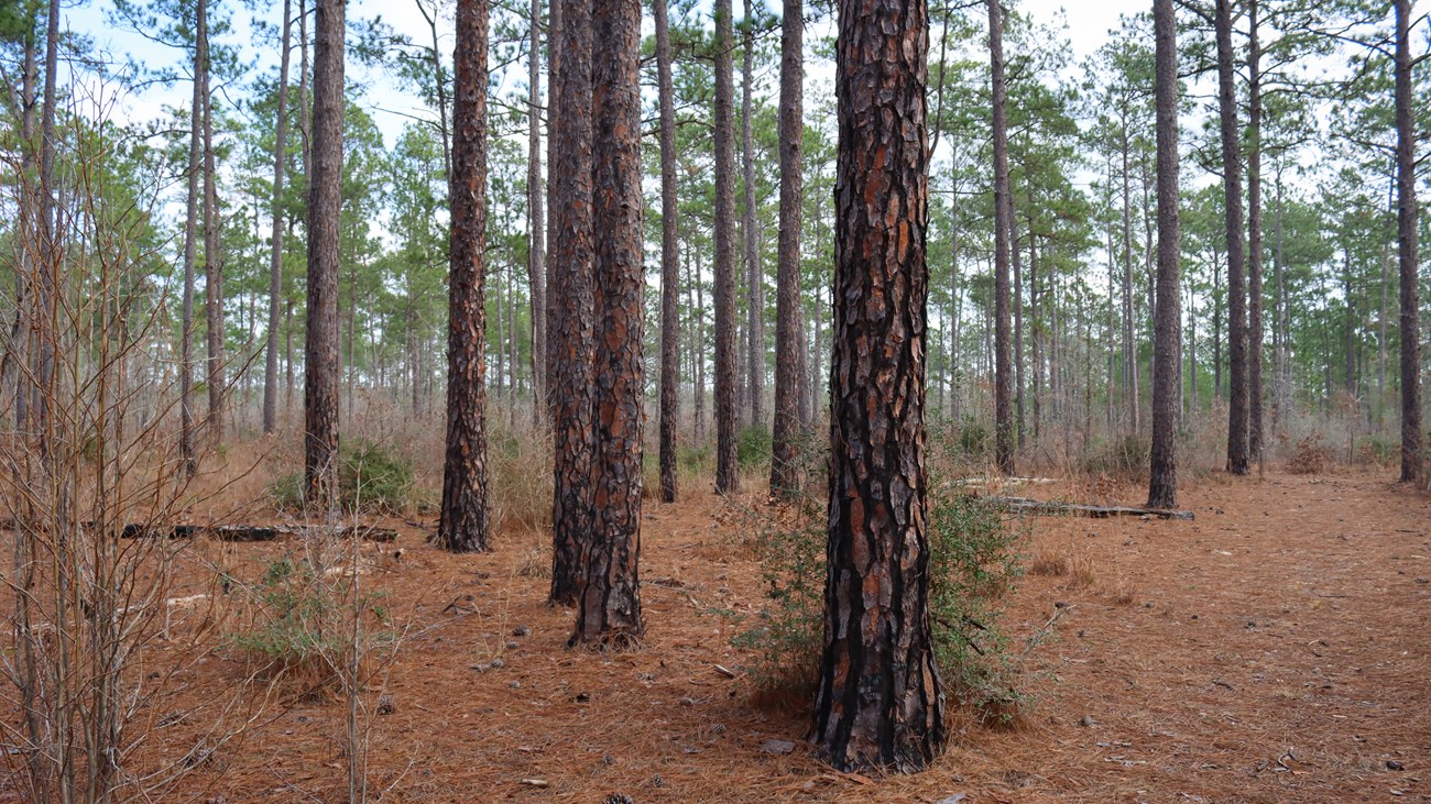 pines forest of longleaf pines with red-brown bark in an open sunny forest with pine needles on the ground.
