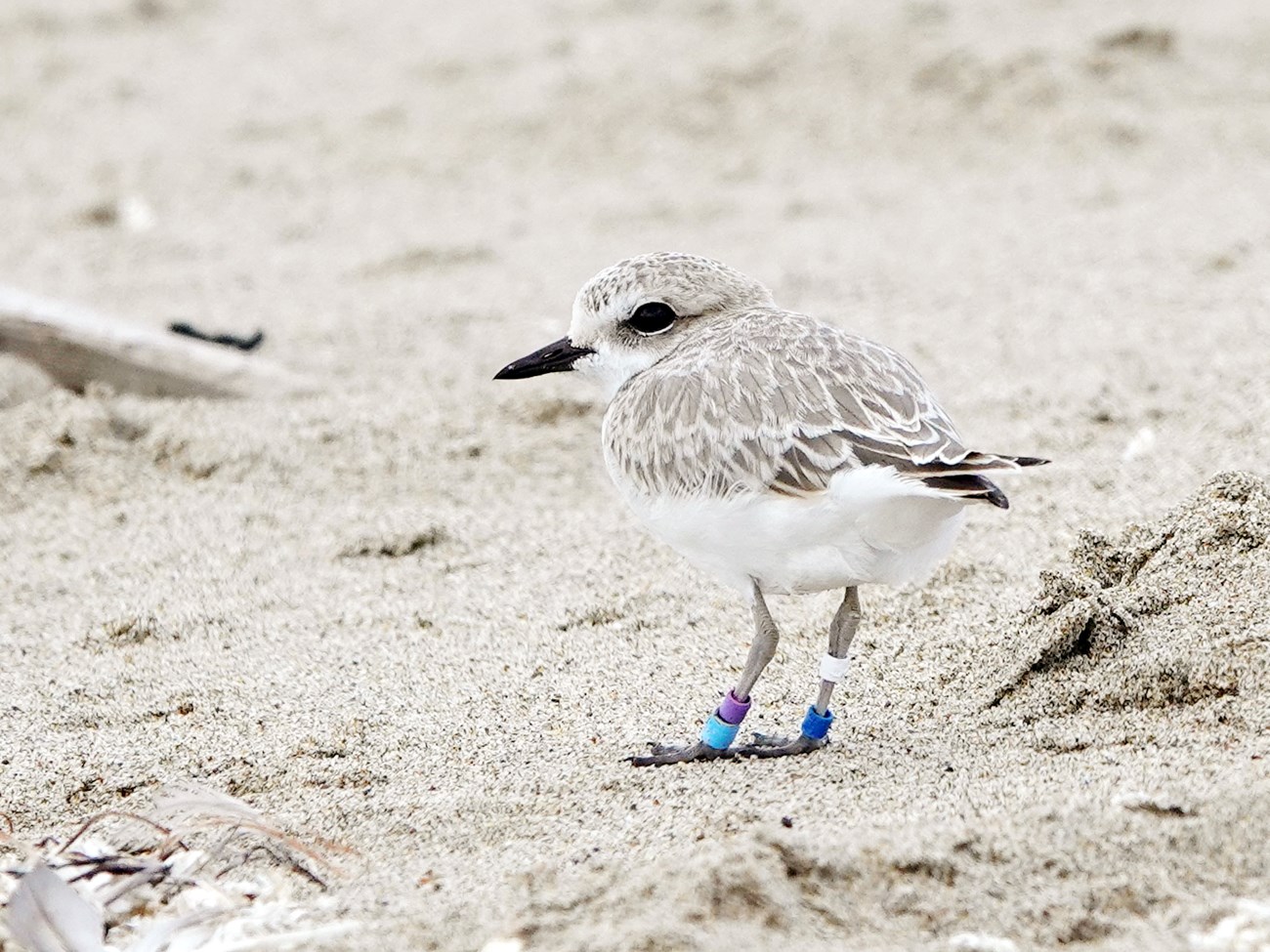 Fledged western snowy plover Small, sand-colored shorebird with colored bands on its legs standing on the beach.