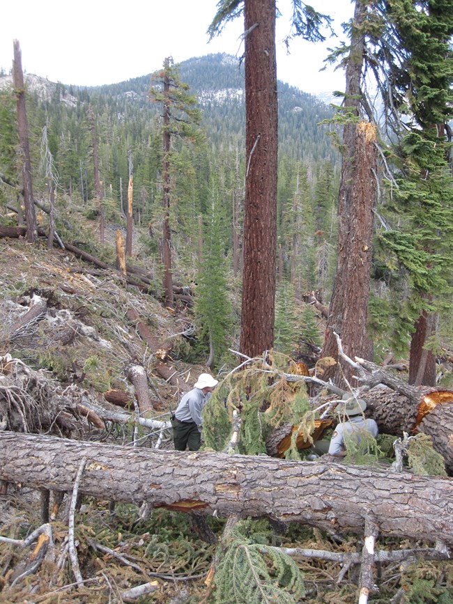 Fire effects crew re-samples a monitoring plot. Two field crew members stand near windthrown trees on a slope where many trees fell during the 2011 wind event.
