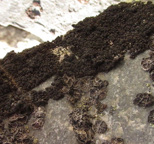 Two macrolichens on a rock.