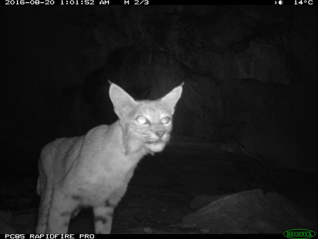 A Bobcat looking into the trail camera that is stationed in a cave entrance.
