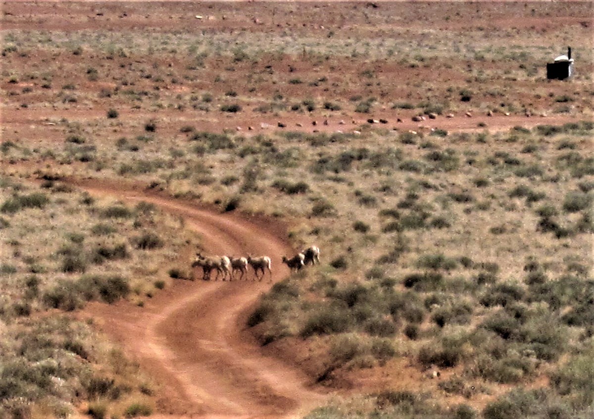 A group of desert bighorn sheep cross a dirt road in a landscape of red earth and rocks, blue skies and bright sun.
