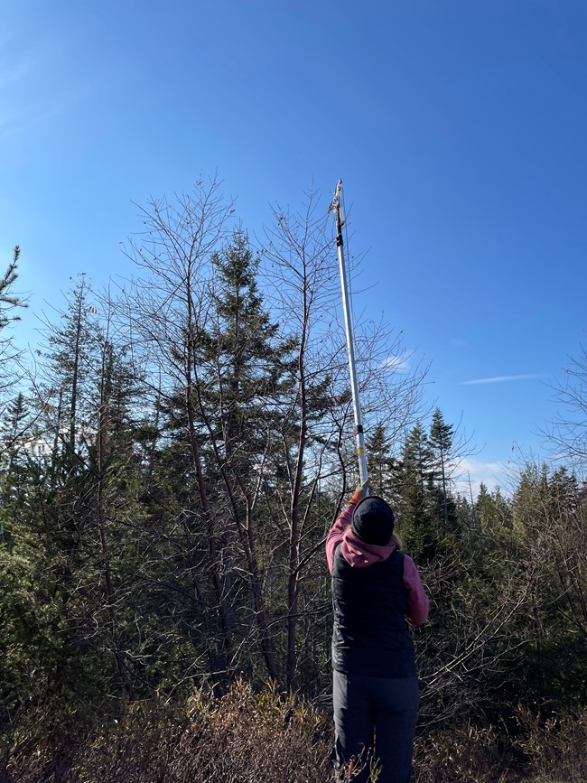 A researcher in warm winter clothes holding up a metal pole with a tool at the top, the tool is geared towards the tip of a leafless tree.