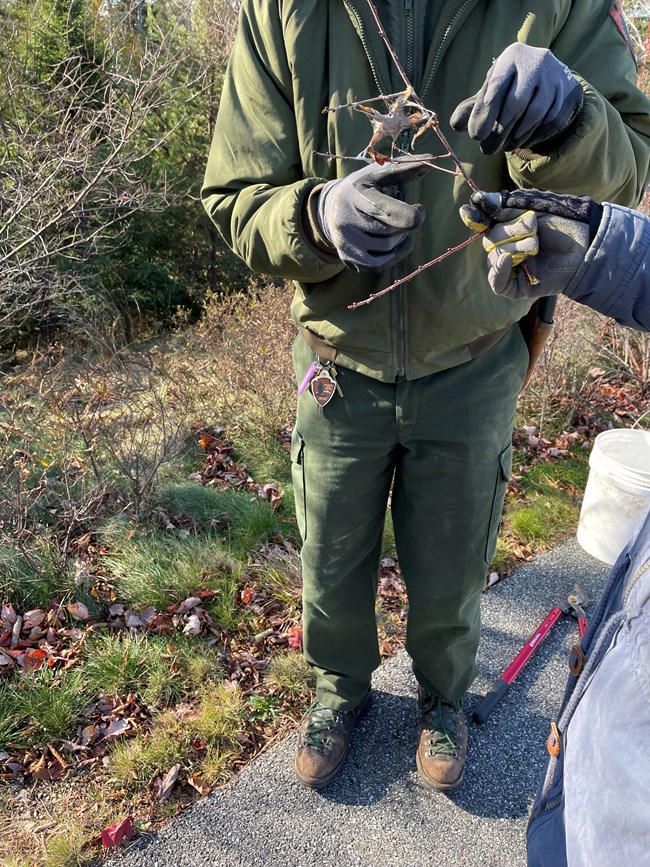 A park ranger in gloves handling a branch with a weblike substance in the center.