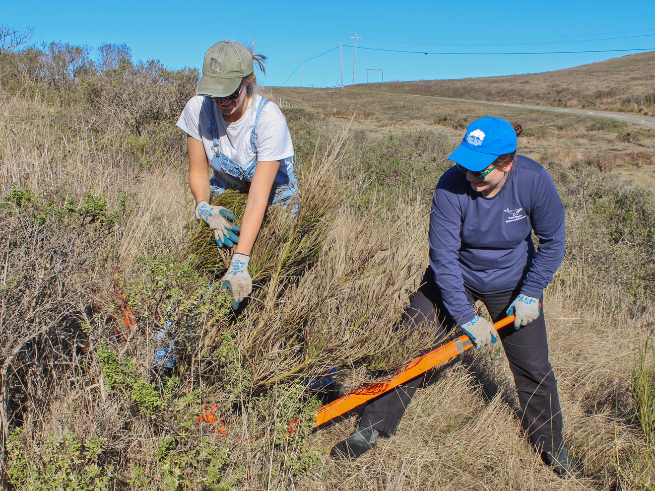 Using a weed wrench Two people wearing gardening gloves, working together with their hands and a bright orange weed wrench to pull up a large Scotch broom plant.