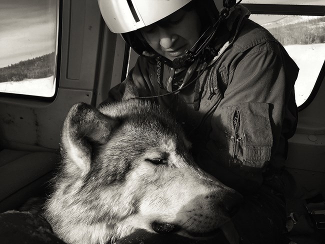 women in a plane holding a tranquilized wolf