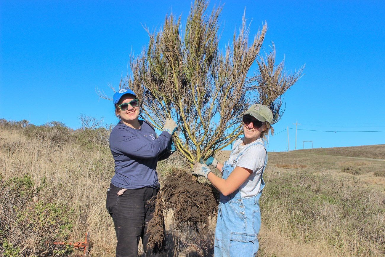 Two young people wearing hats, gloves, and sunglasses triumphantly hold up a large Scotch broom plant with a huge root ball.