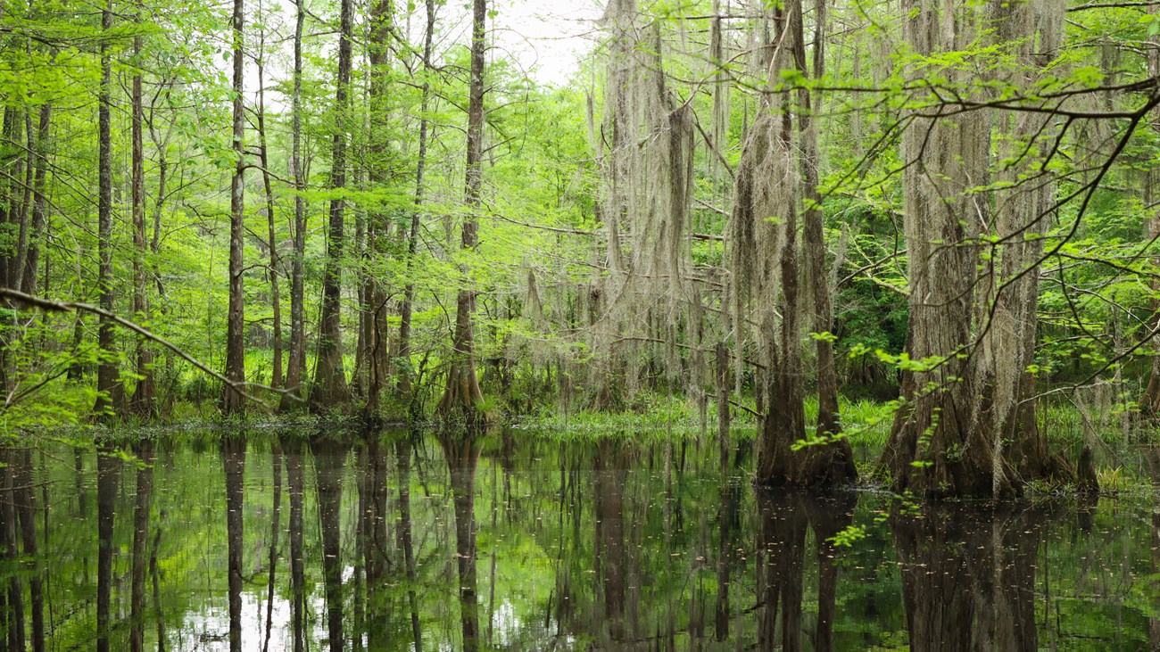 pond bald cypress trees with Spanish moss growing on the edge of a still reflective pond.