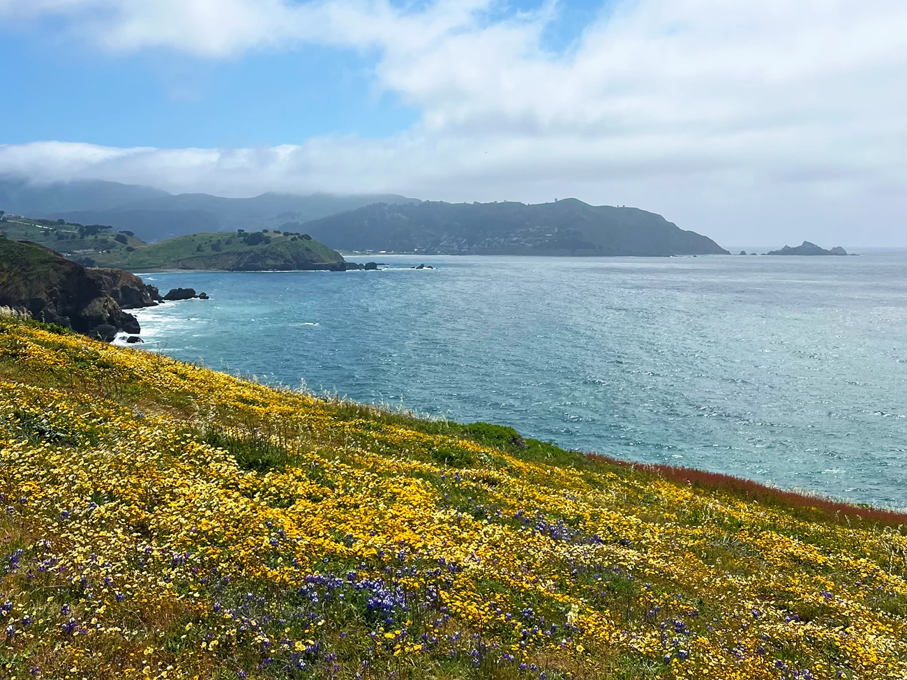 View at Mori Point Hillside covered in blooming wildflowers, especially in shades of yellow and purple. The turquoise ocean sparkles beyond it. Other coastal promontories in the distance separate the ocean from the active, clear and cloudy sky above.