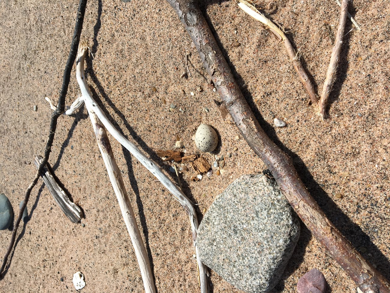 Small speckled egg sits among rocks and sticks on sand beach.