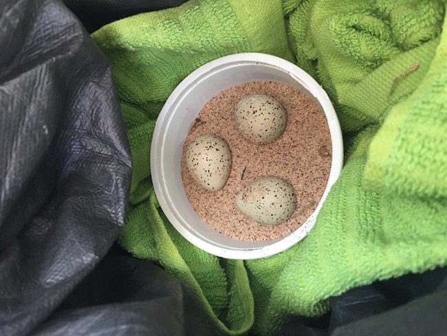 Light green towel surrounds small round plastic container filled with sand and three small speckled eggs.