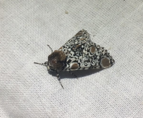 White, gray, black and brown moth with folded wings against a white background