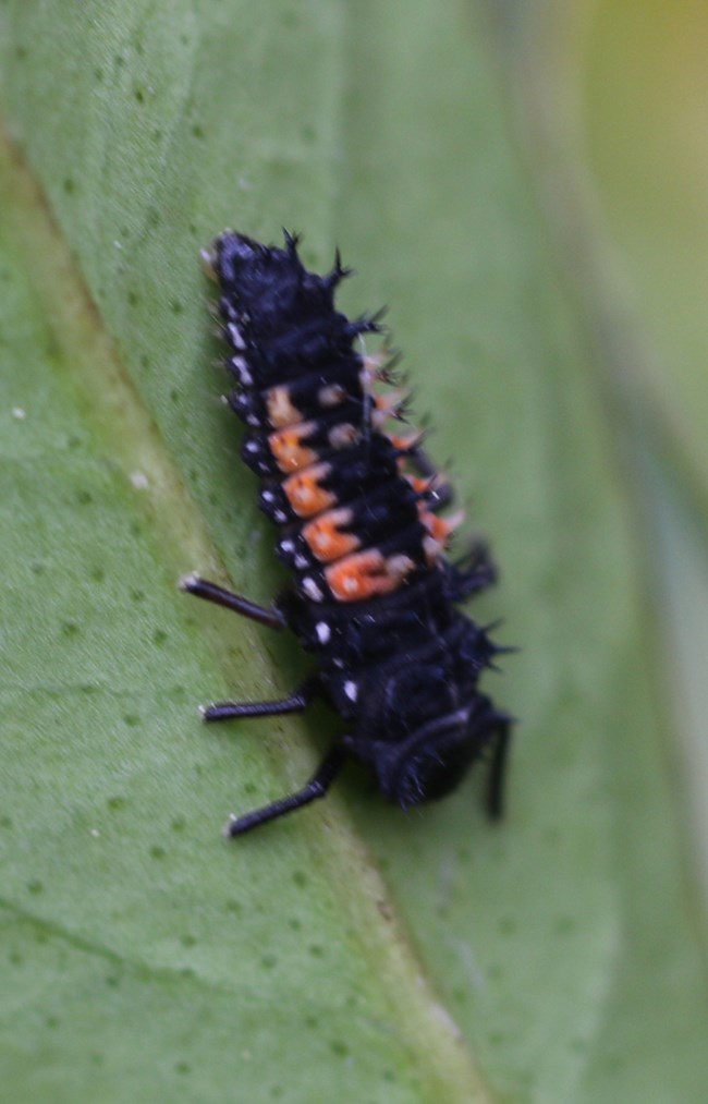 Ladybug larva CSchelz 2020 Dark, six-legged insect with an orange stripe on each side of its spiny back.