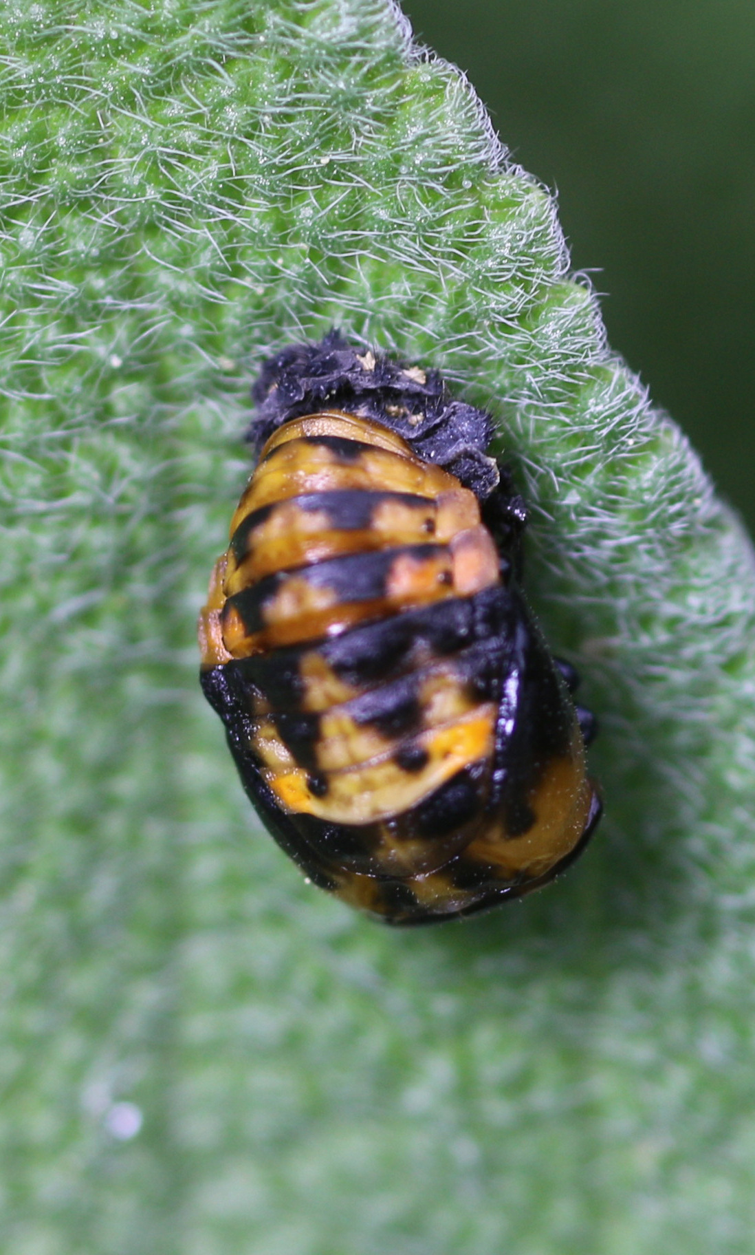 That's Not a Yellow Ladybug—It's an Invasive Asian Lady Beetle