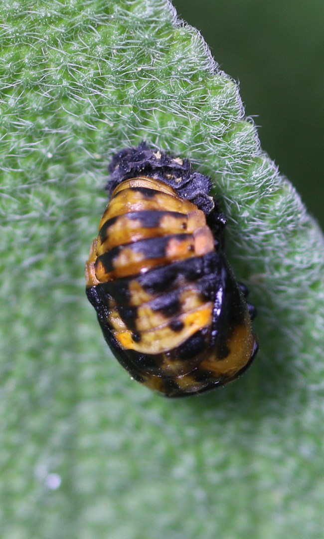 Ladybug pupa in the form of a rounded black and orange casing, on a leaf.