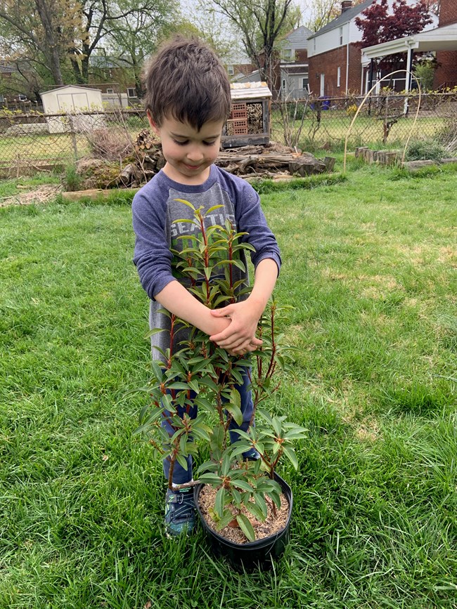 Boy gardening A small boy holds a potted mountain laurel (Kalmia latifolia) shrub in his backyard.