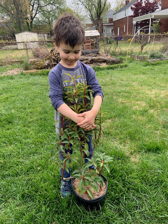 A small boy holds a potted mountain laurel (Kalmia latifolia) shrub in his backyard.