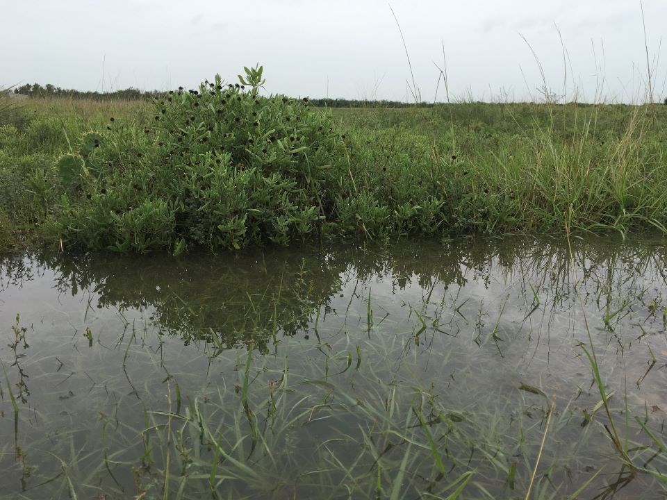 Closeup of flooding on the coastal prairie.