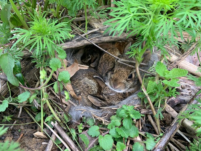 Five young Eastern cottontail rabbits (Sylvilagus floridanus) in a
fur-lined burrow surrounded by leaf litter and small green plants