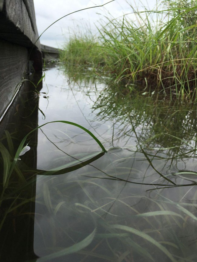 Closeup of flooded resaca at the park.