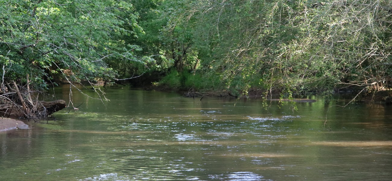 High water flow in stream at OCMU stream with heavy vegetation on each bank