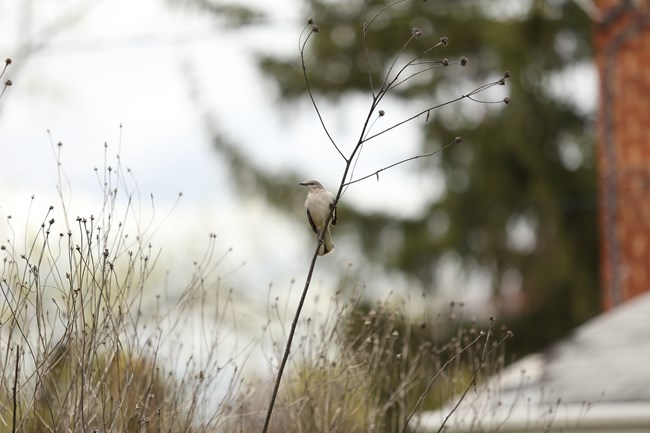 A gray and white northern mockingbird (Mimus polyglottos) perches on a tall dead sunchoke stalk (Helianthus tuberosus) amidst other dead wildflower stalks