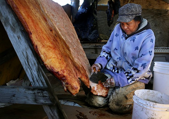 A woman processes a seal carcass.