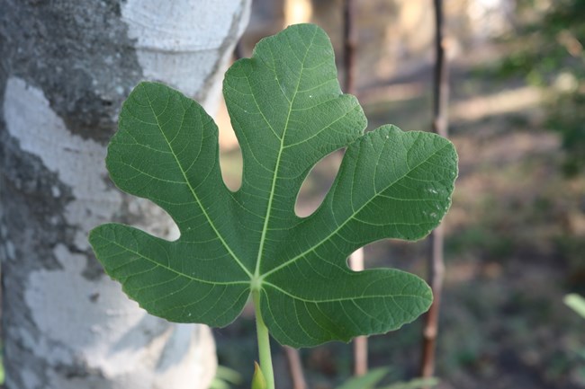Green fig leaf in foreground and grey/ tan sidewalk in background.