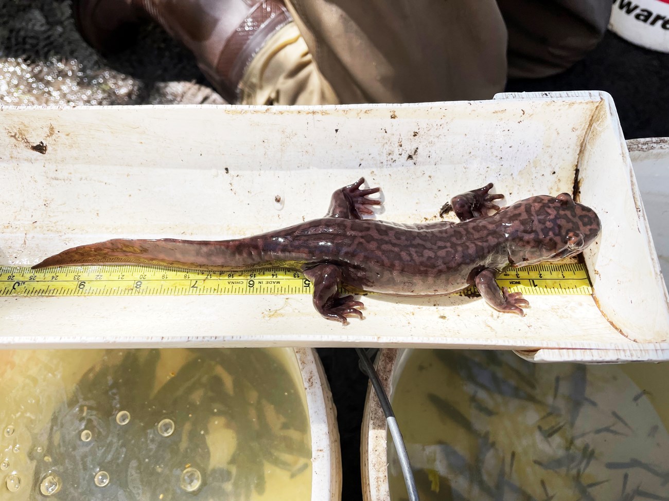 California giant salamander Huge, mottled light and dark brown salamander in a fish measuring tray. It measures in at about 10 inches from snout to tail.