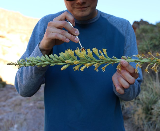 Pollen Sample from Plant A researcher dabs a yellow flower with a sticky cube to gather pollen.