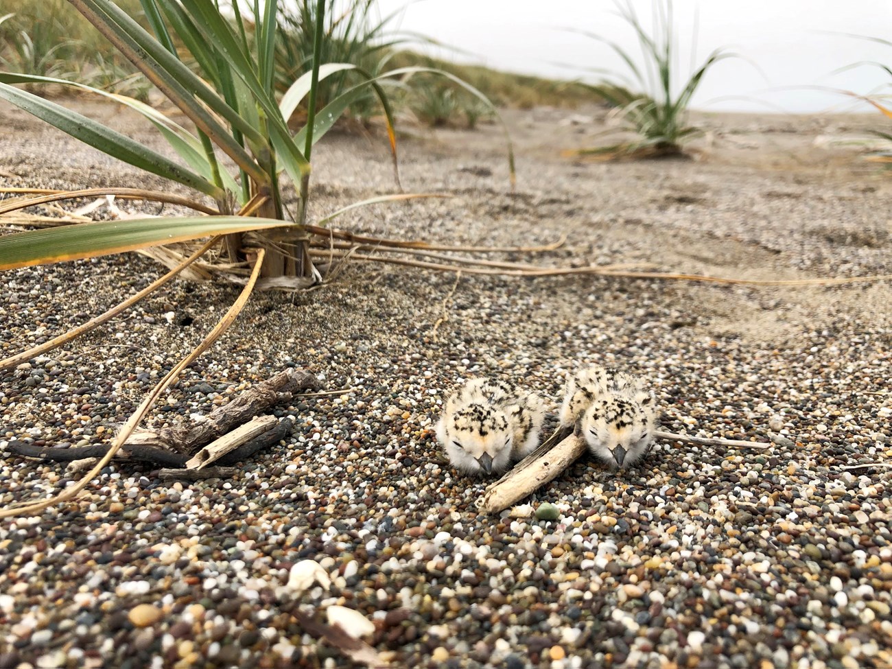 Two tiny, sand-colored plover chicks doze beside a clump of American beachgrass.