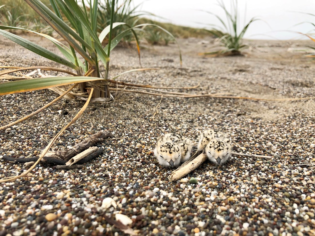 Snowy plover chicks with American beachgrass Two tiny, sand-colored plover chicks doze beside a clump of American beachgrass.