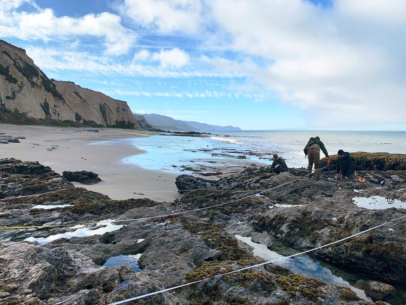 Biologists adjust measuring tapes laid out in parallel lines across tidal pools.