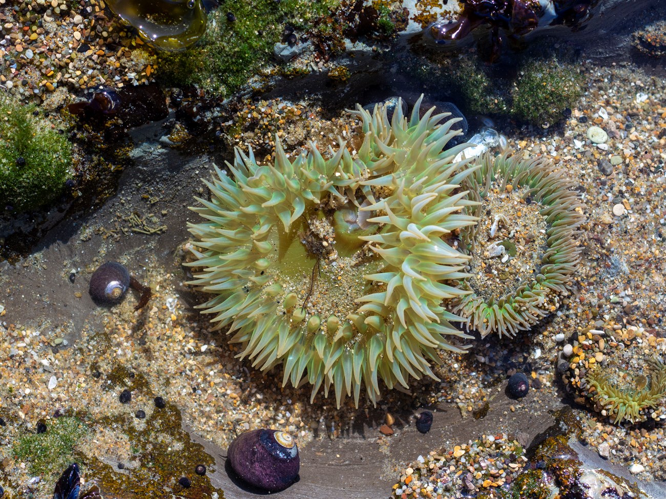 A very large giant green anemone, its hundreds of tentacles exploring the water, up against a smaller anemone, and sharing a small tidepool with several small snails.